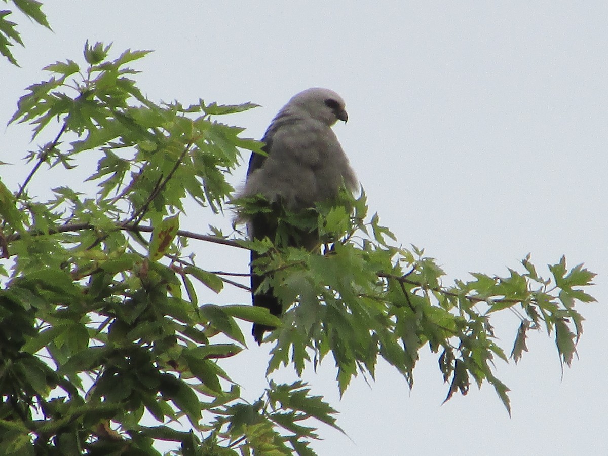 Mississippi Kite - ML638952874