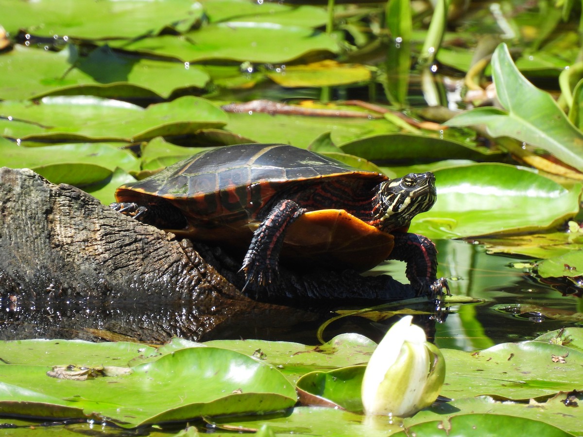 Painted Turtle - ML638952884