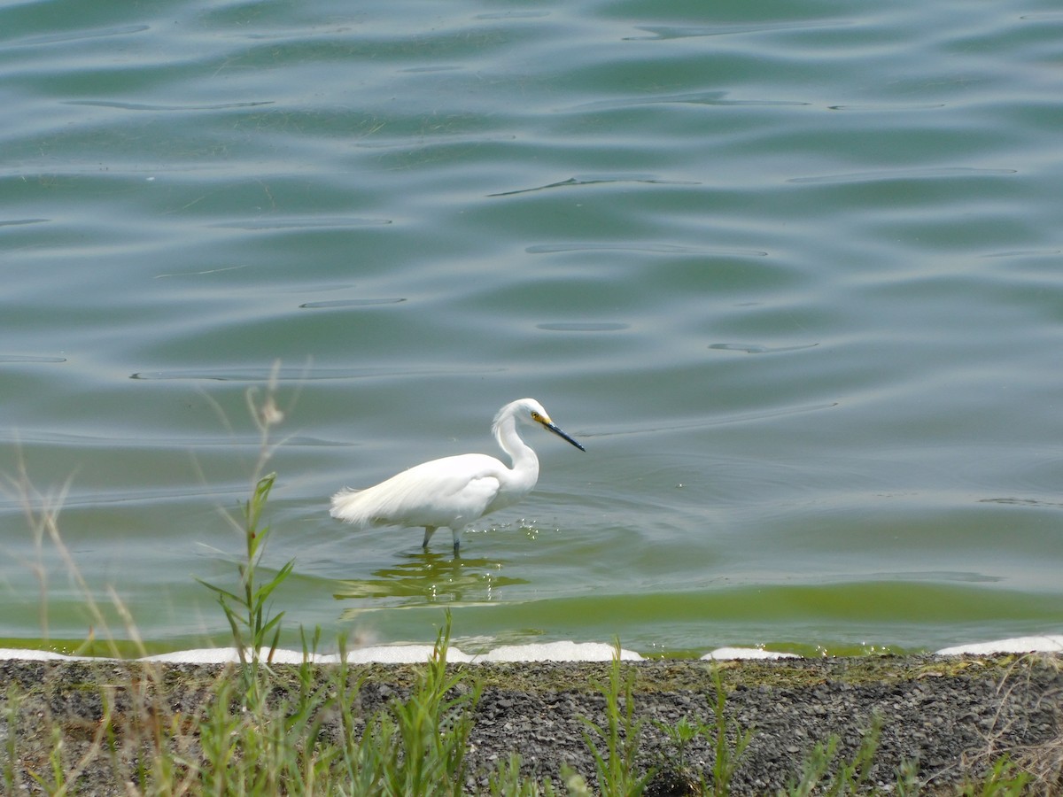 Snowy Egret - ML638952887