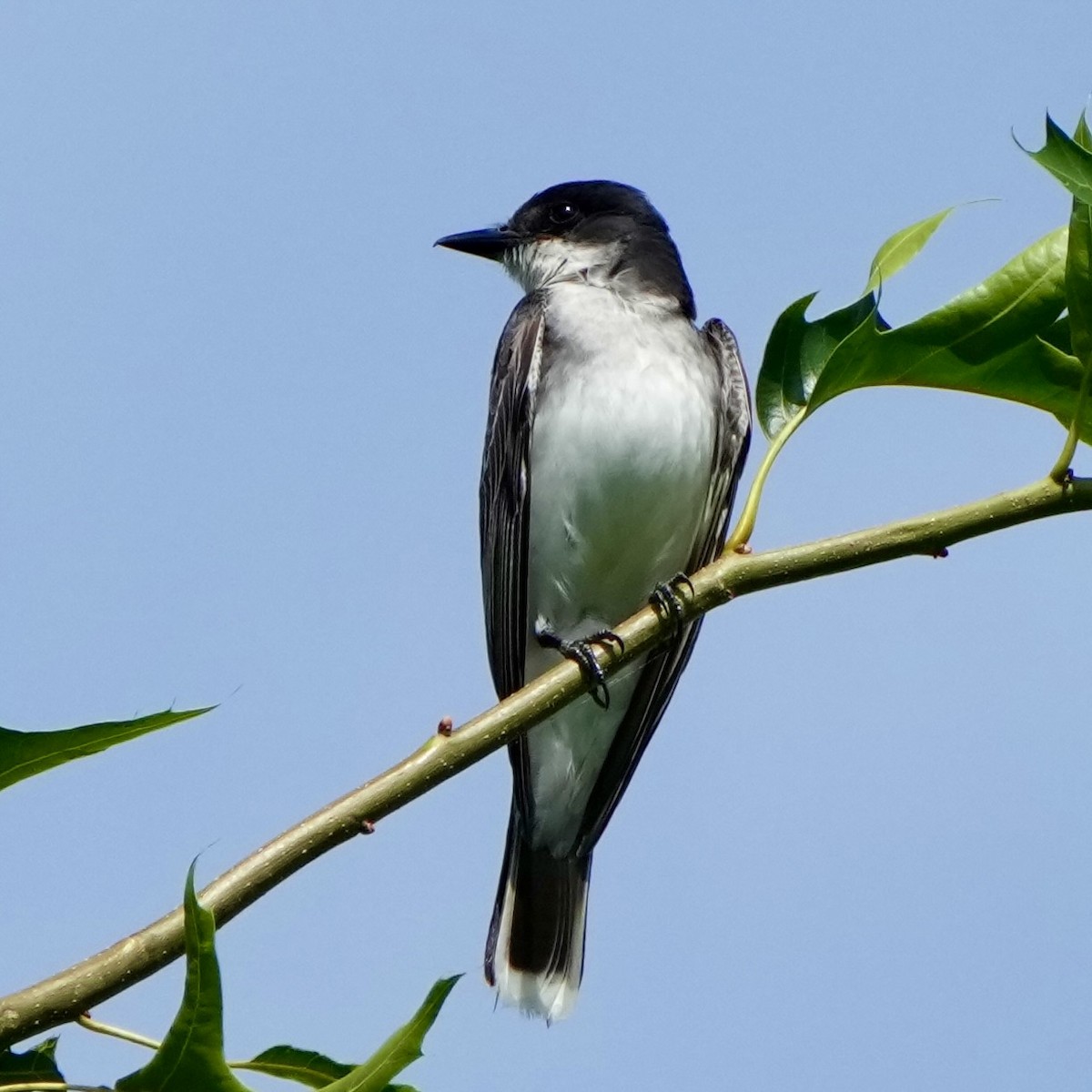 Eastern Kingbird - ML638952892