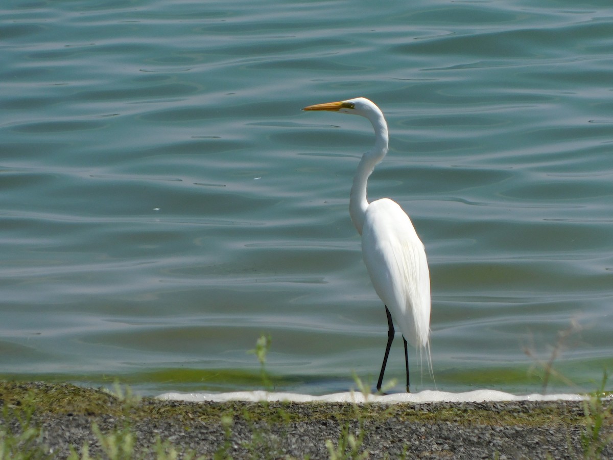 Great Egret - ML638952893