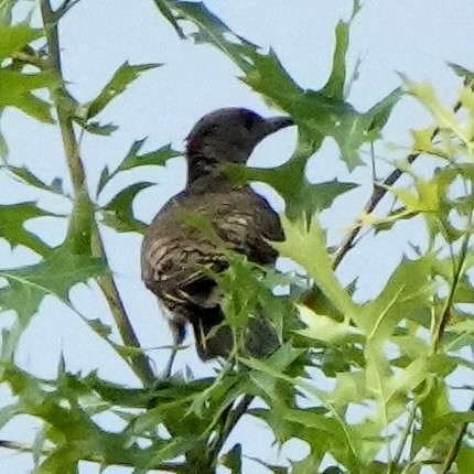 Carpintero Escapulario - ML638952898