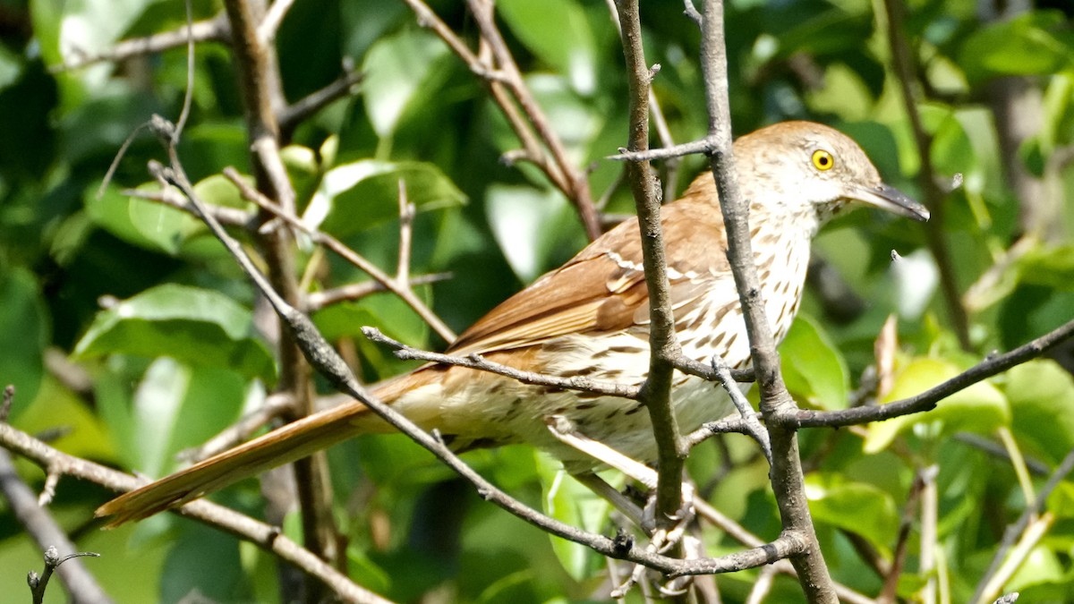 Brown Thrasher - ML638952904