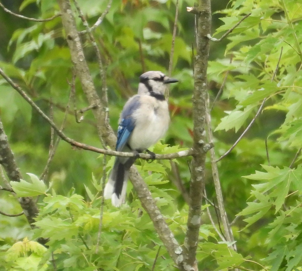 Blue Jay - ML638952915