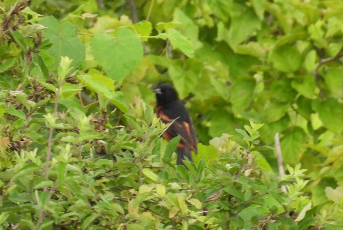 アカクロムクドリモドキ - ML638952944