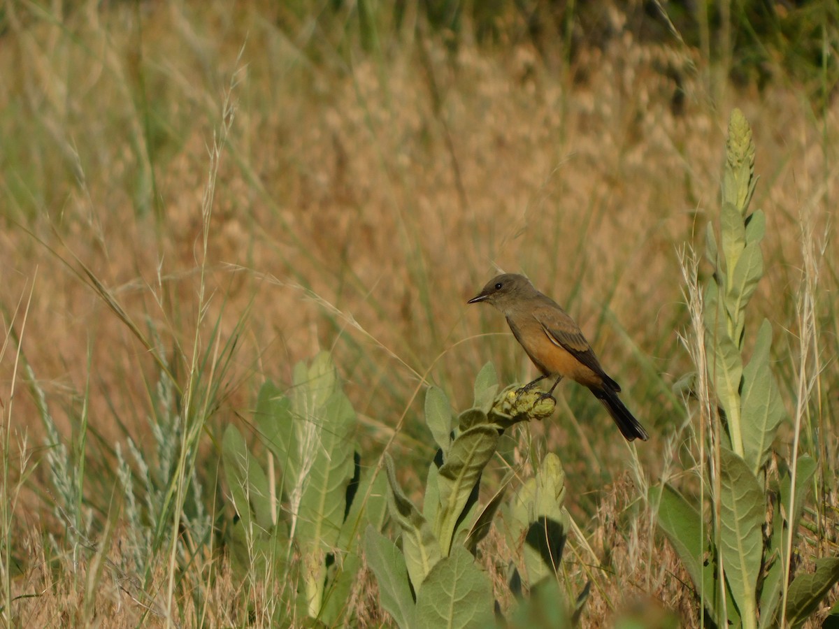 Say's Phoebe - ML638952959