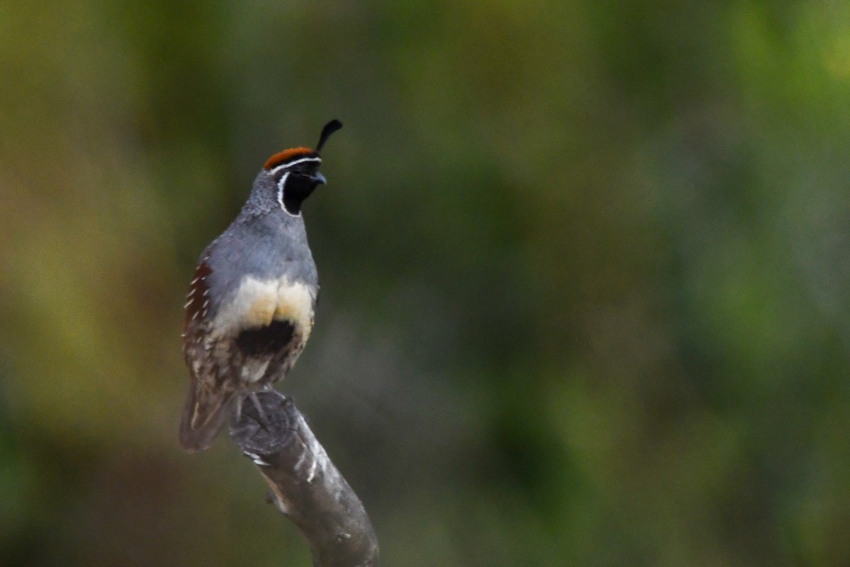Gambel's Quail - ML638952965