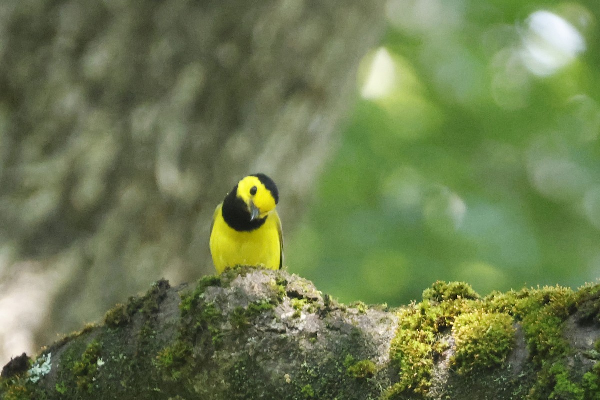 Hooded Warbler - ML638952984