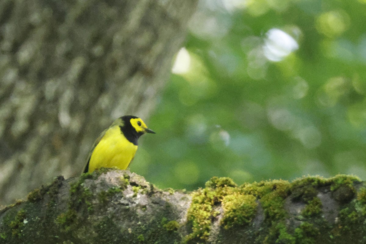 Hooded Warbler - ML638952986