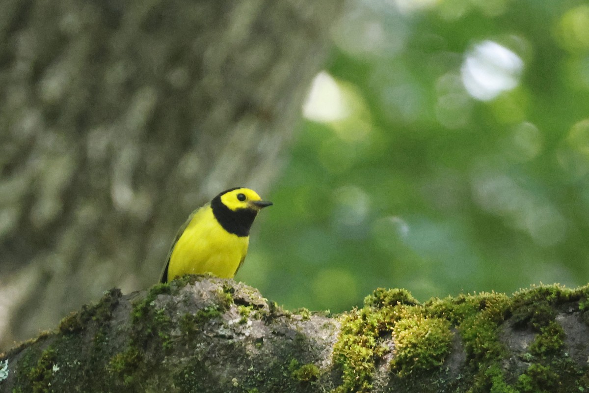 Hooded Warbler - ML638952990