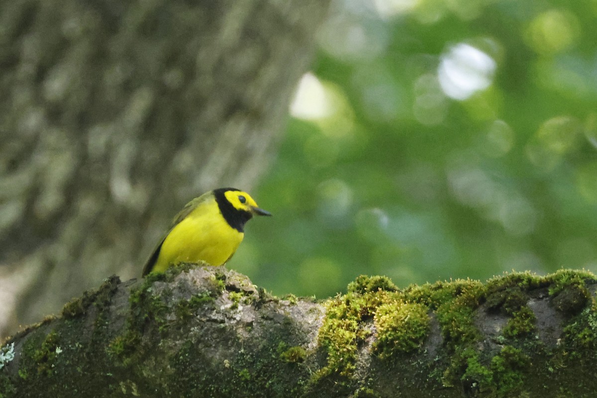 Hooded Warbler - ML638952991