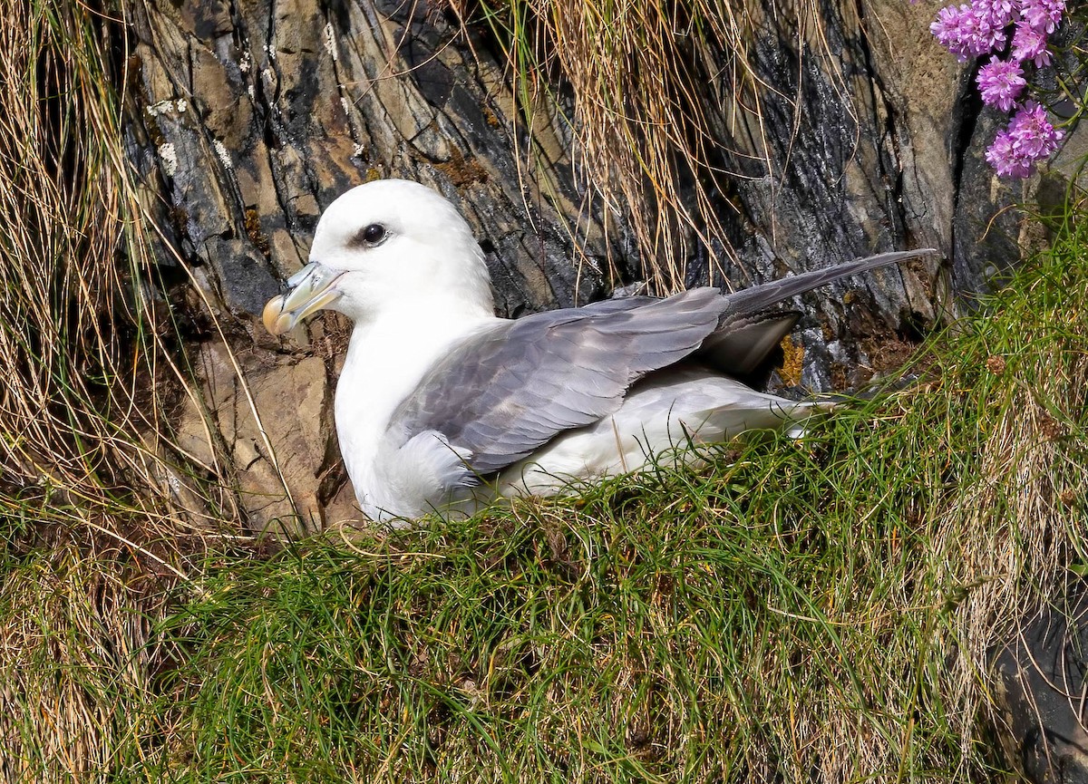 Northern Fulmar - ML638952995