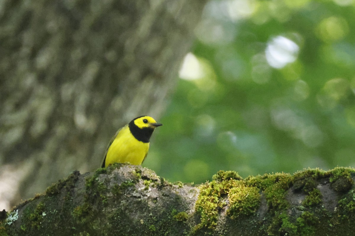 Hooded Warbler - ML638952998