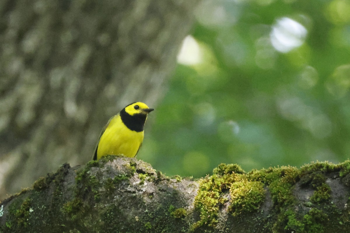 Hooded Warbler - ML638953000