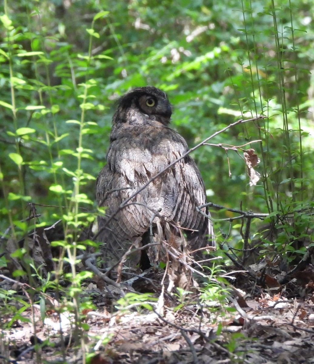 Great Horned Owl - ML638953004