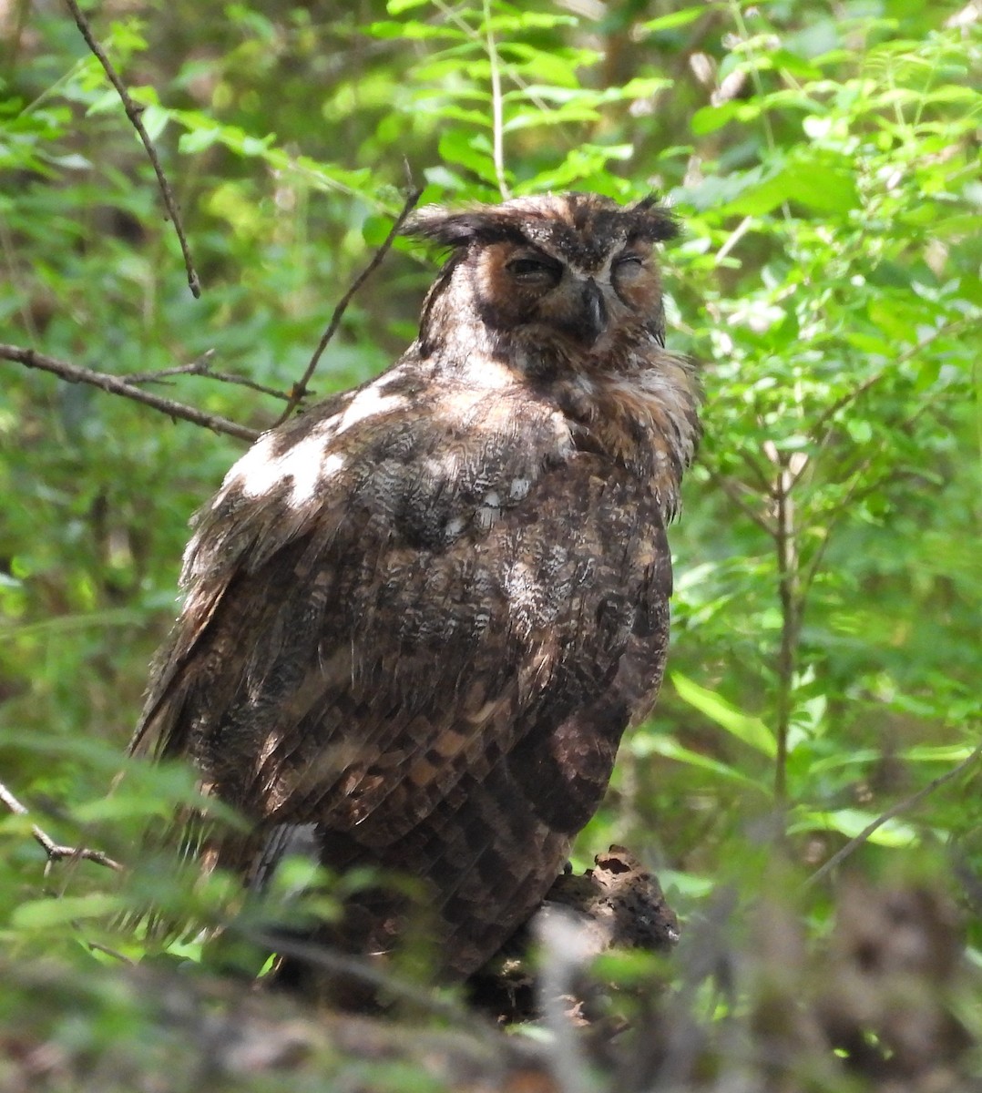 Great Horned Owl - ML638953005