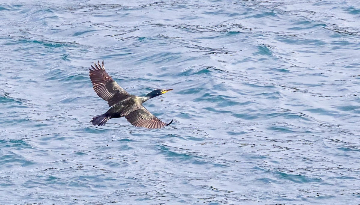 European Shag - ML638953006
