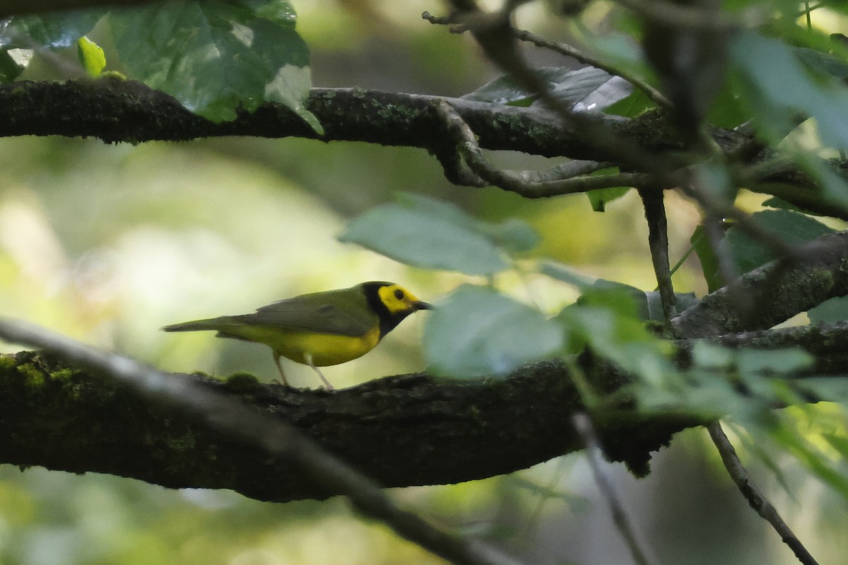 Hooded Warbler - ML638953007