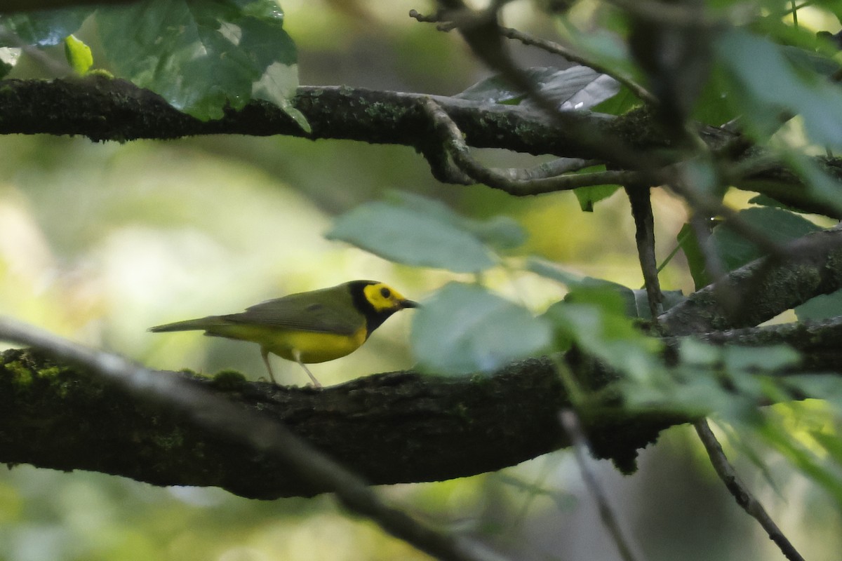 Hooded Warbler - ML638953008