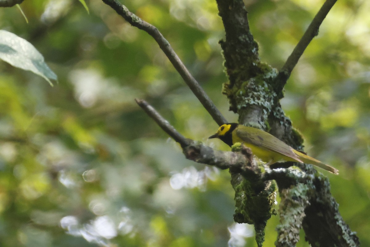 Hooded Warbler - ML638953017