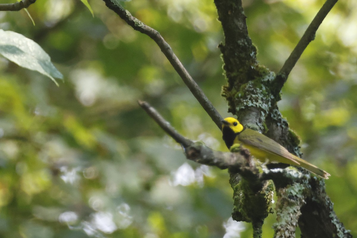 Hooded Warbler - ML638953018
