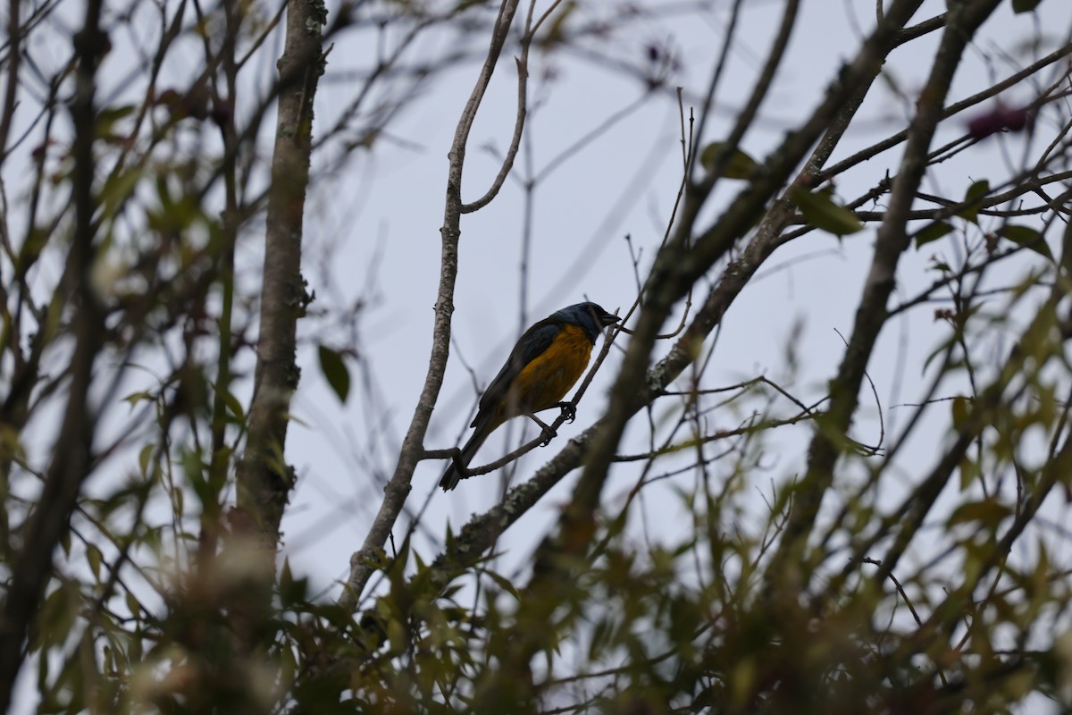Blue-and-yellow Tanager - ML638953021