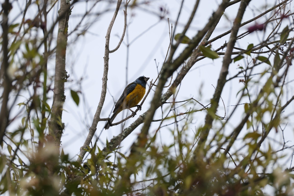 Blue-and-yellow Tanager - ML638953022