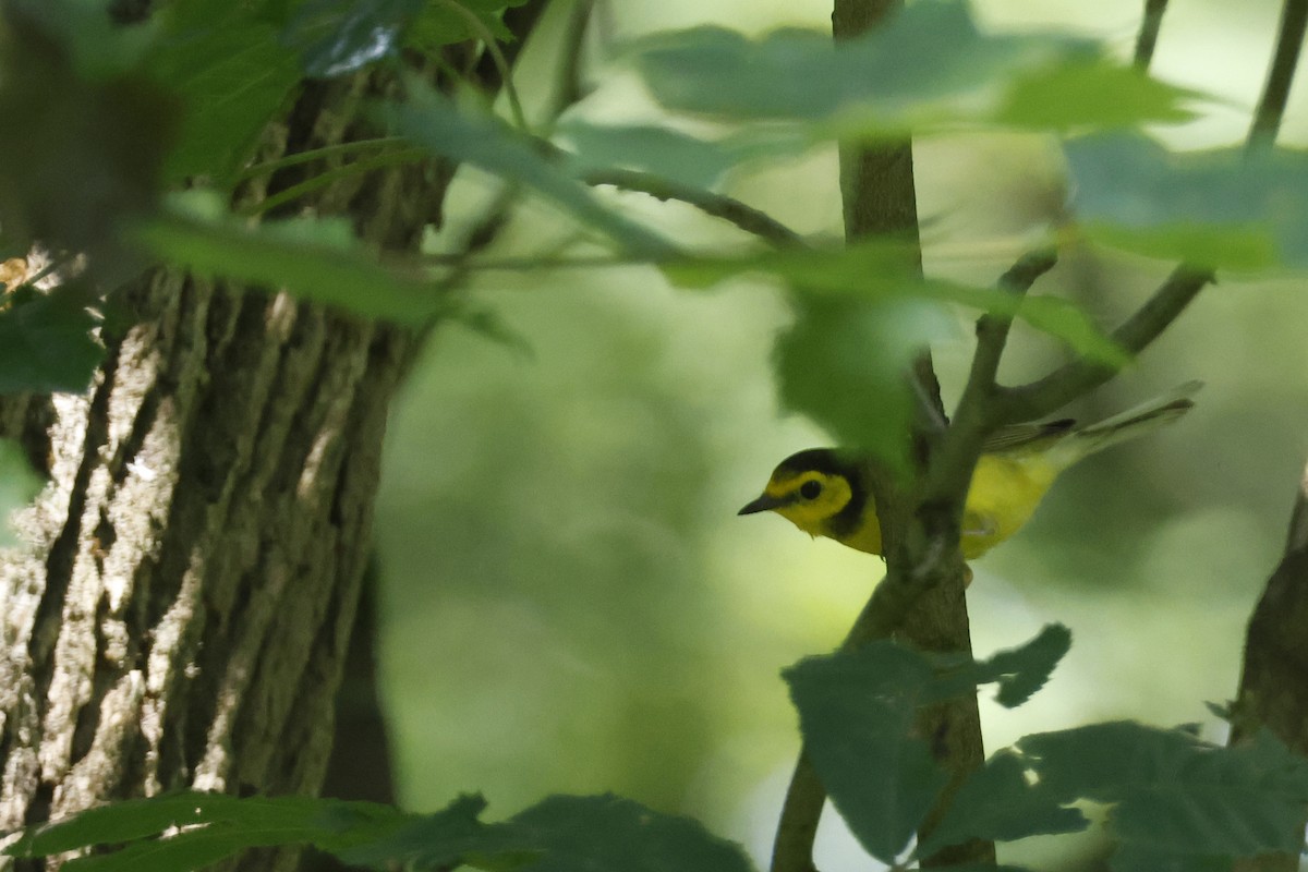 Hooded Warbler - ML638953032