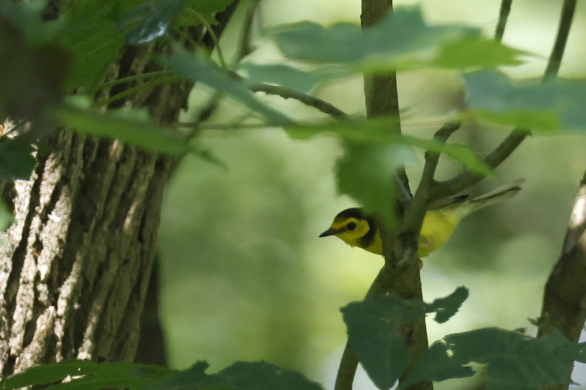 Hooded Warbler - ML638953033