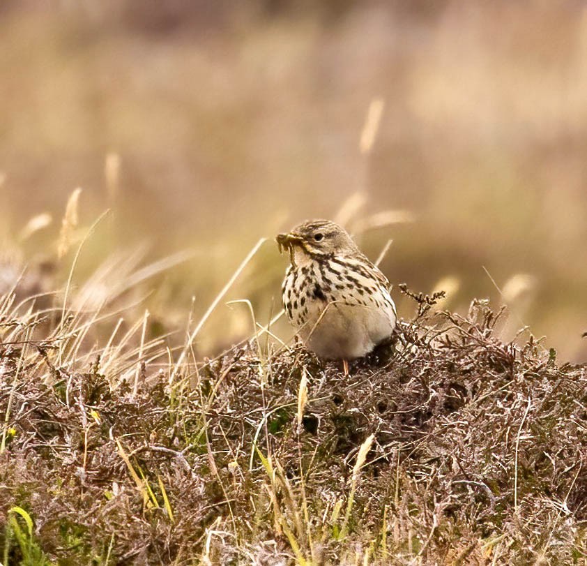 Meadow Pipit - ML638953035