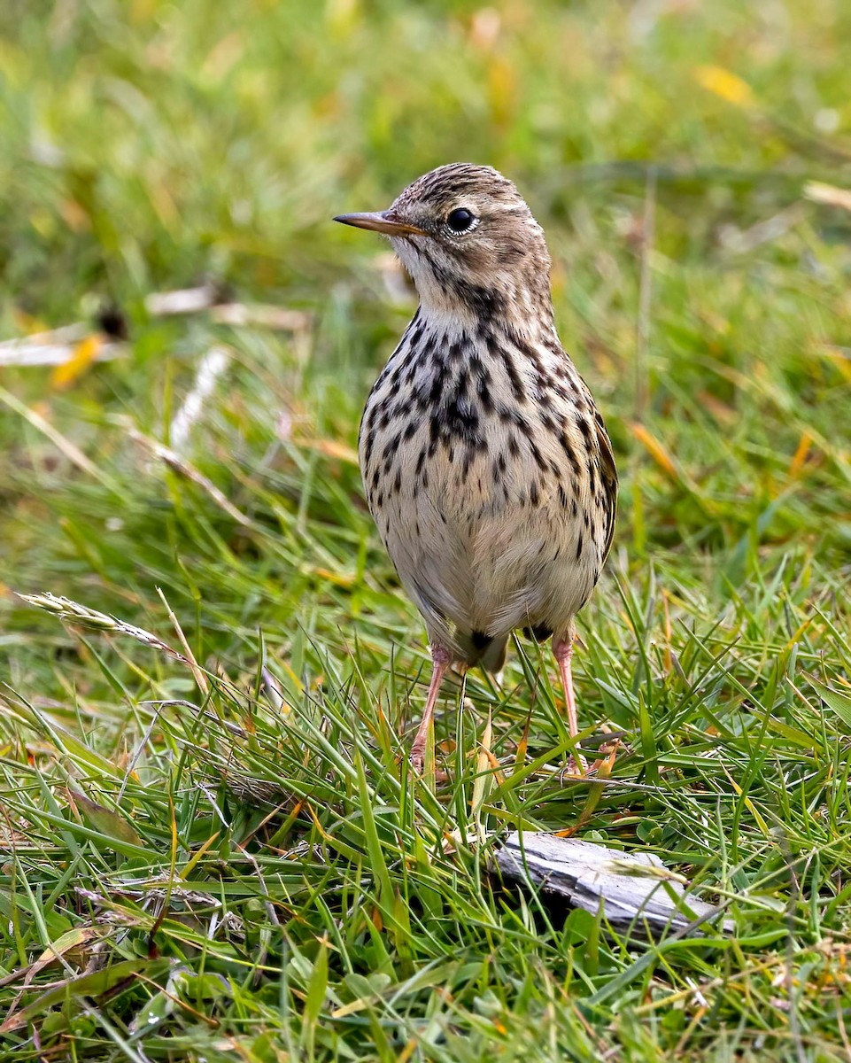 Meadow Pipit - ML638953036