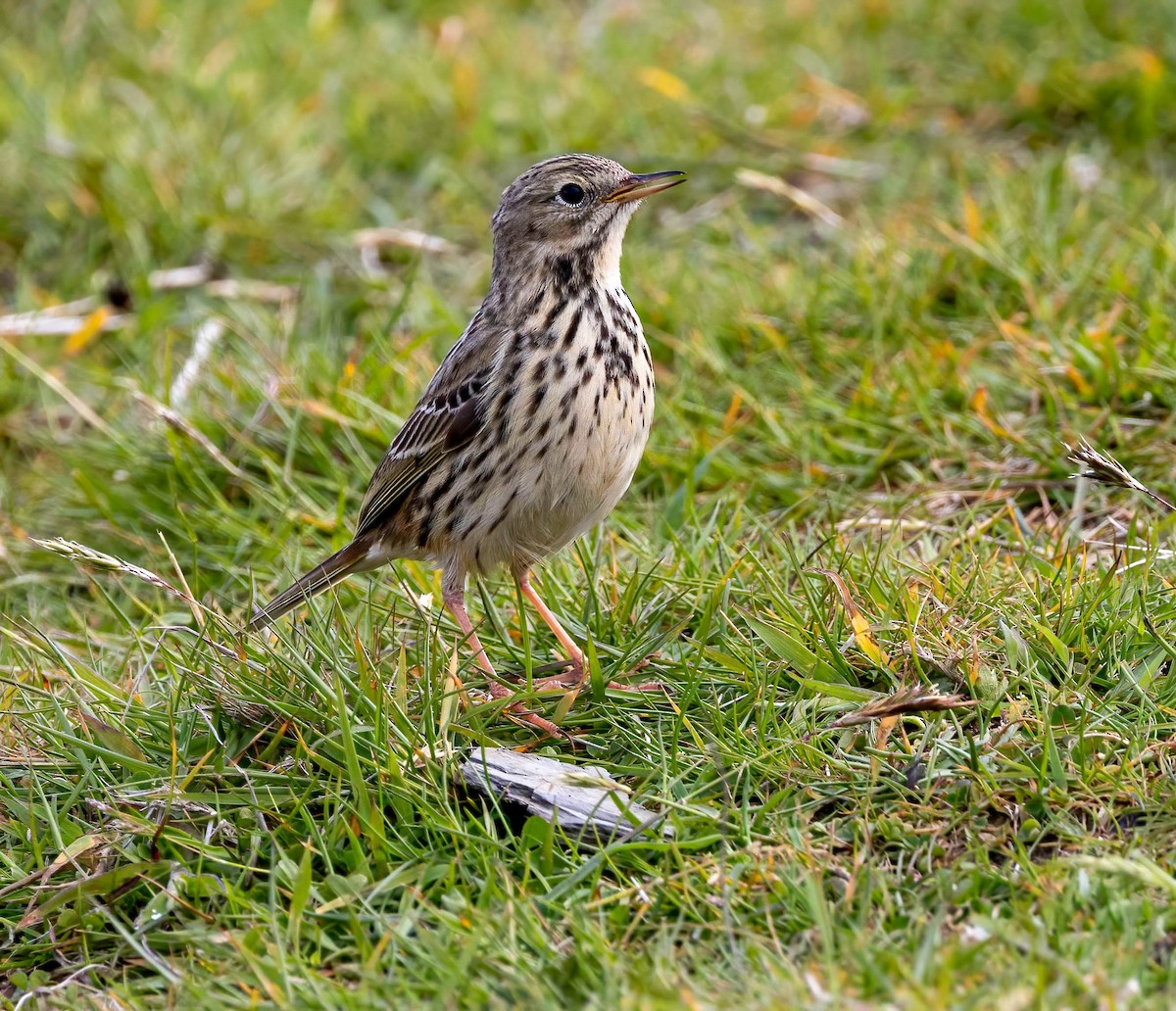 Meadow Pipit - ML638953037