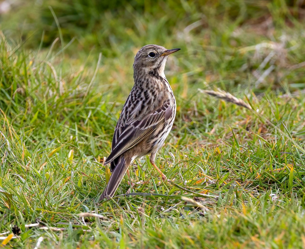 Meadow Pipit - ML638953038