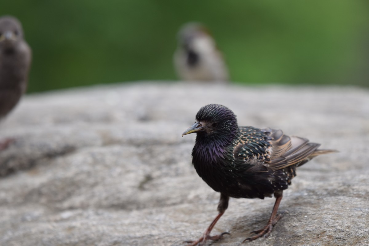European Starling - ML638953044