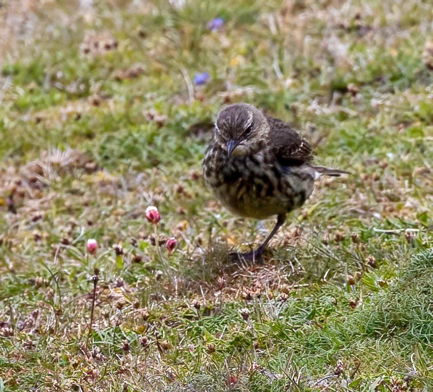 Rock Pipit - ML638953052