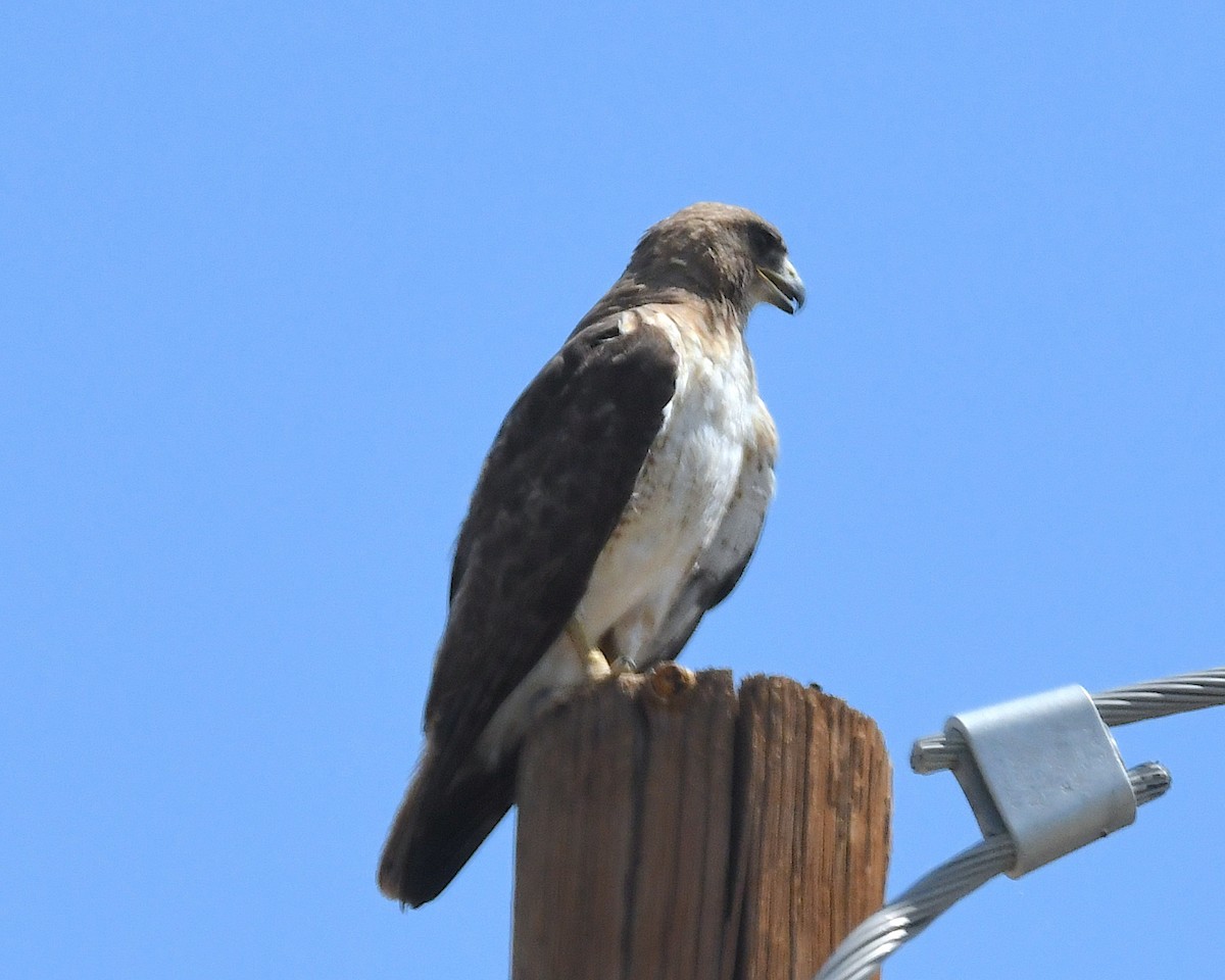 Red-tailed Hawk - ML638953054