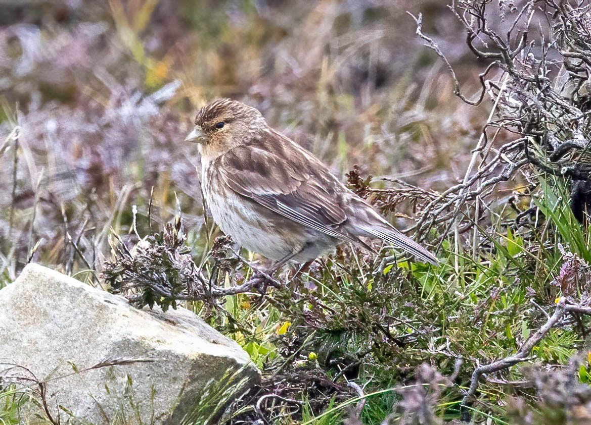 Twite - ML638953060