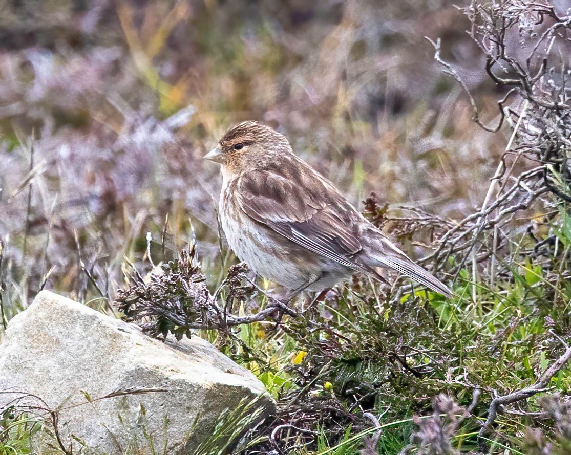Twite - ML638953061