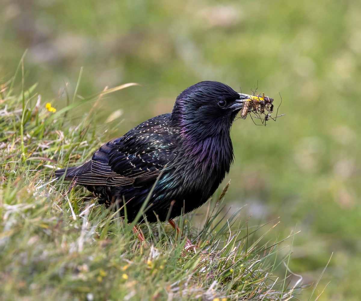 European Starling - ML638953093