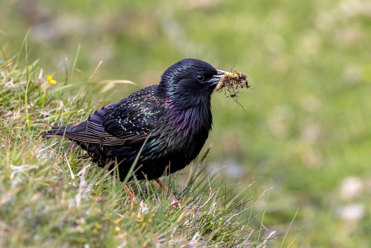 European Starling - ML638953094