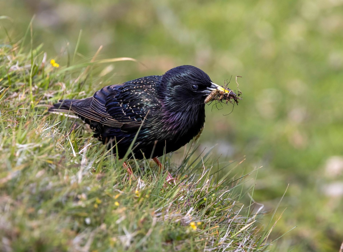European Starling - ML638953095