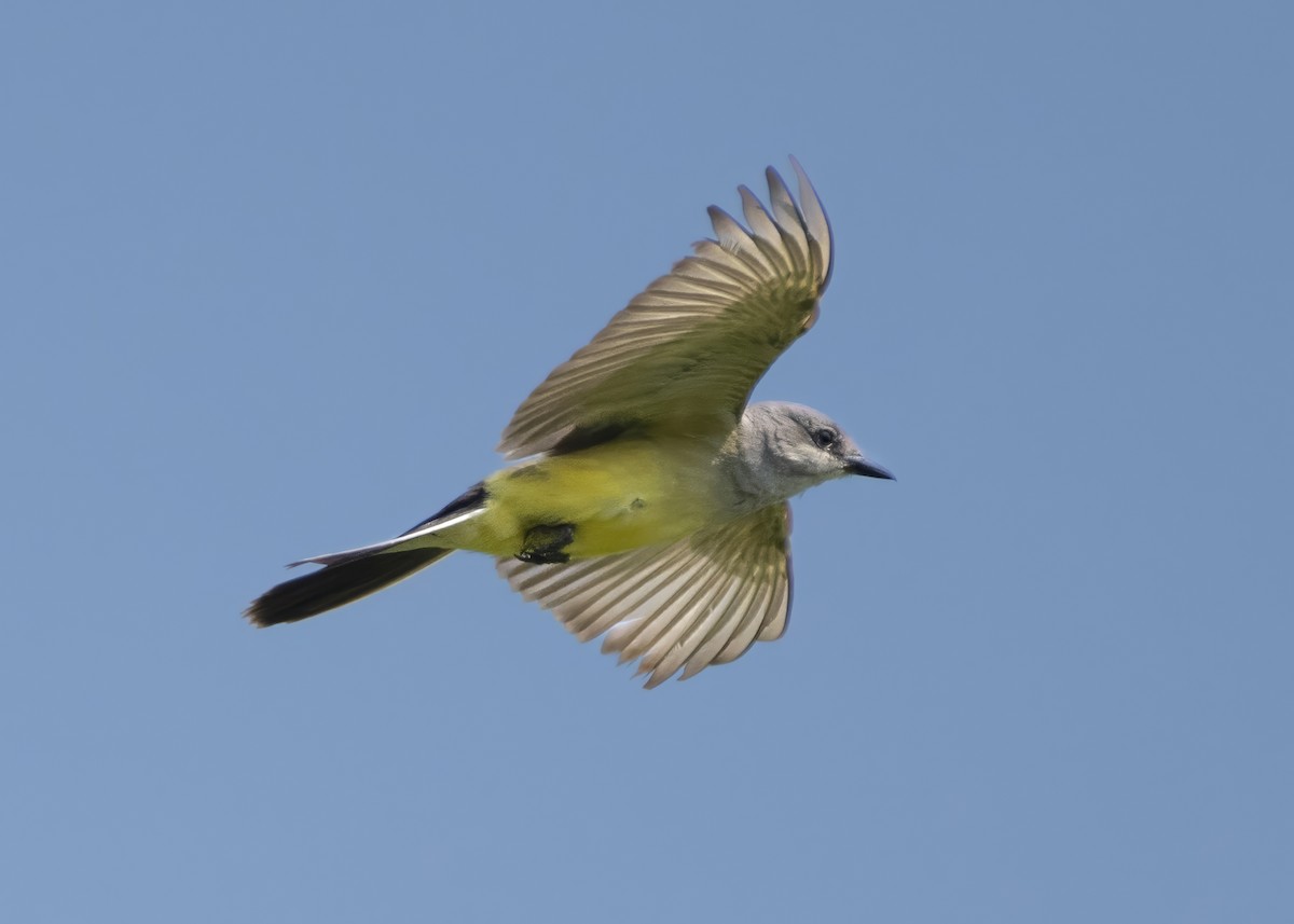 Western Kingbird - Alan Bloom
