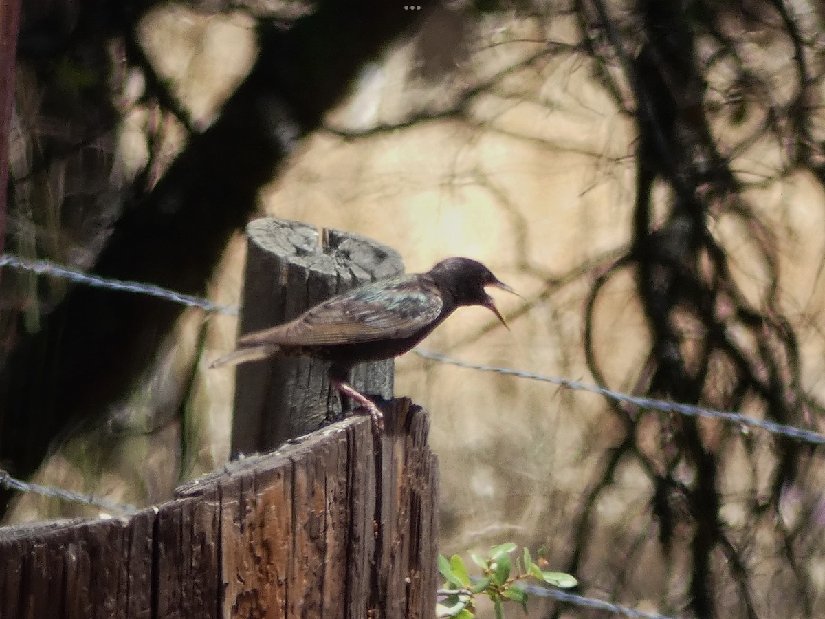 European Starling - ML638953109
