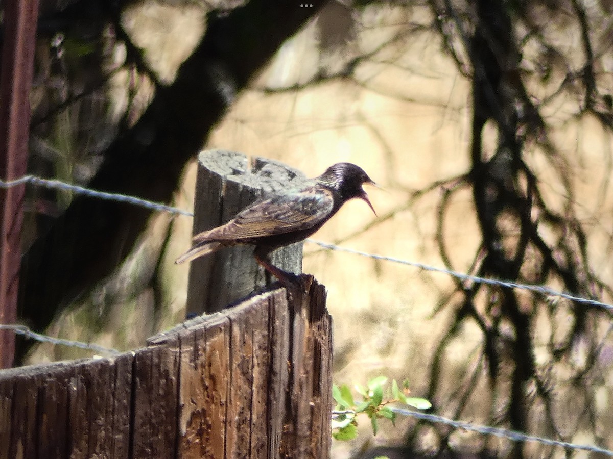 European Starling - ML638953110