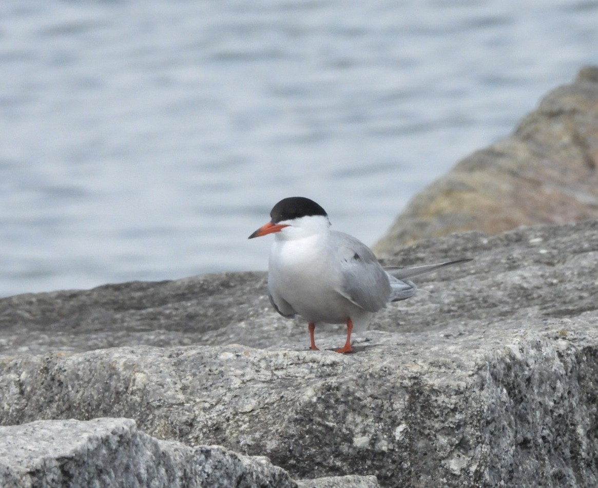 Common Tern - ML638953114