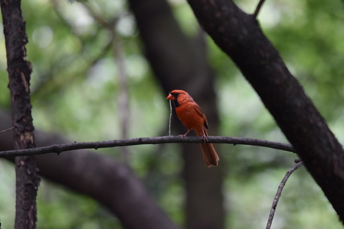 Cardinal rouge - ML638953123