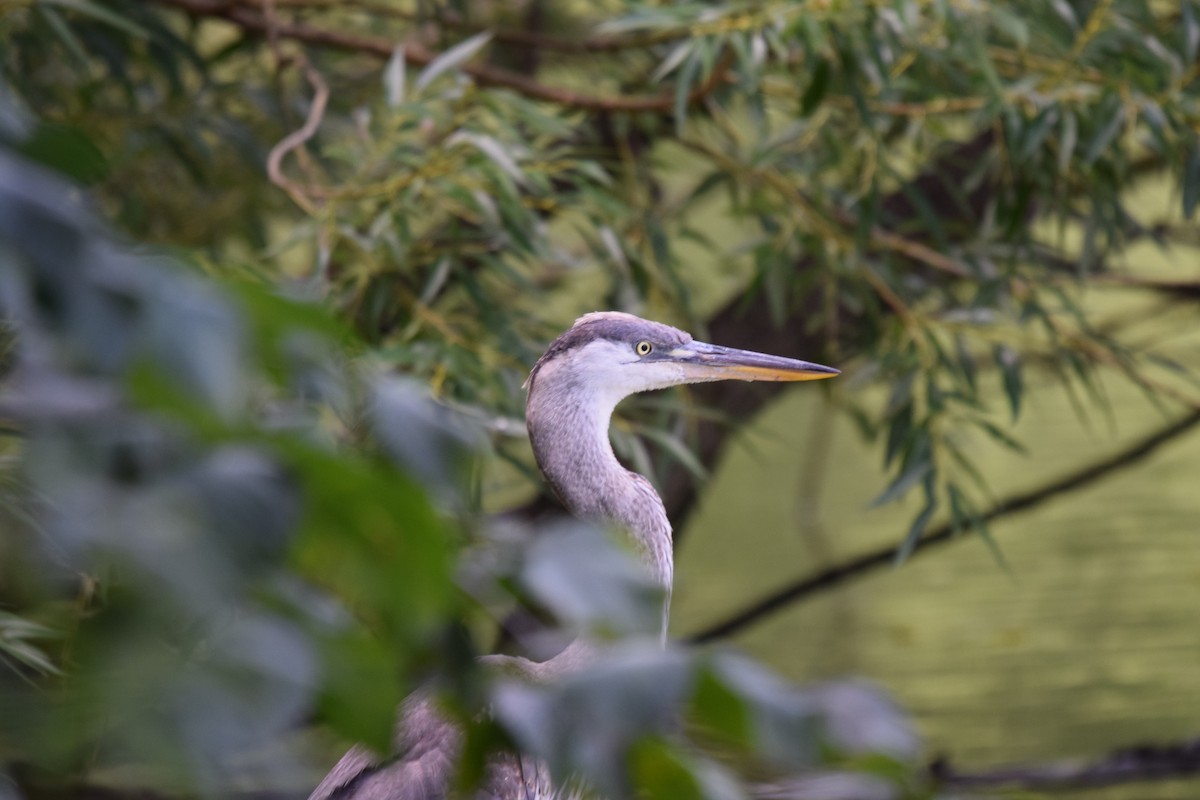 Great Blue Heron - ML638953133