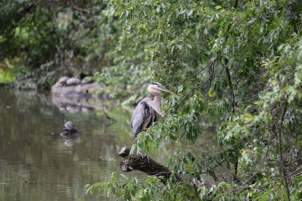 Great Blue Heron - ML638953134