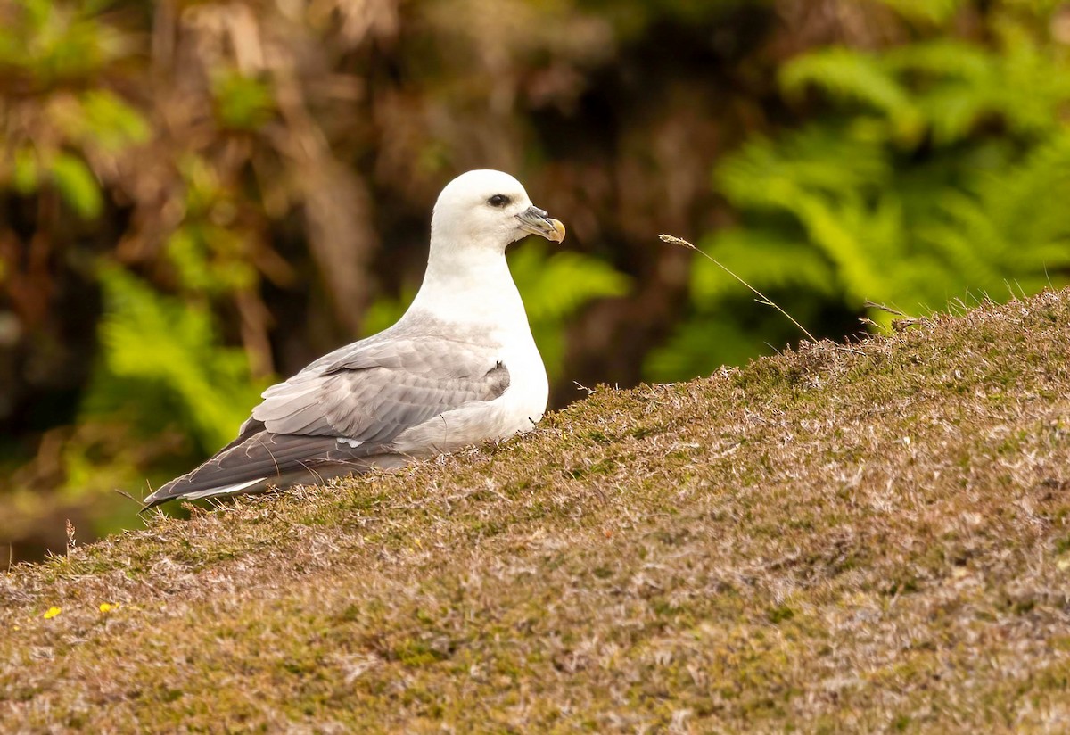 Northern Fulmar - ML638953151