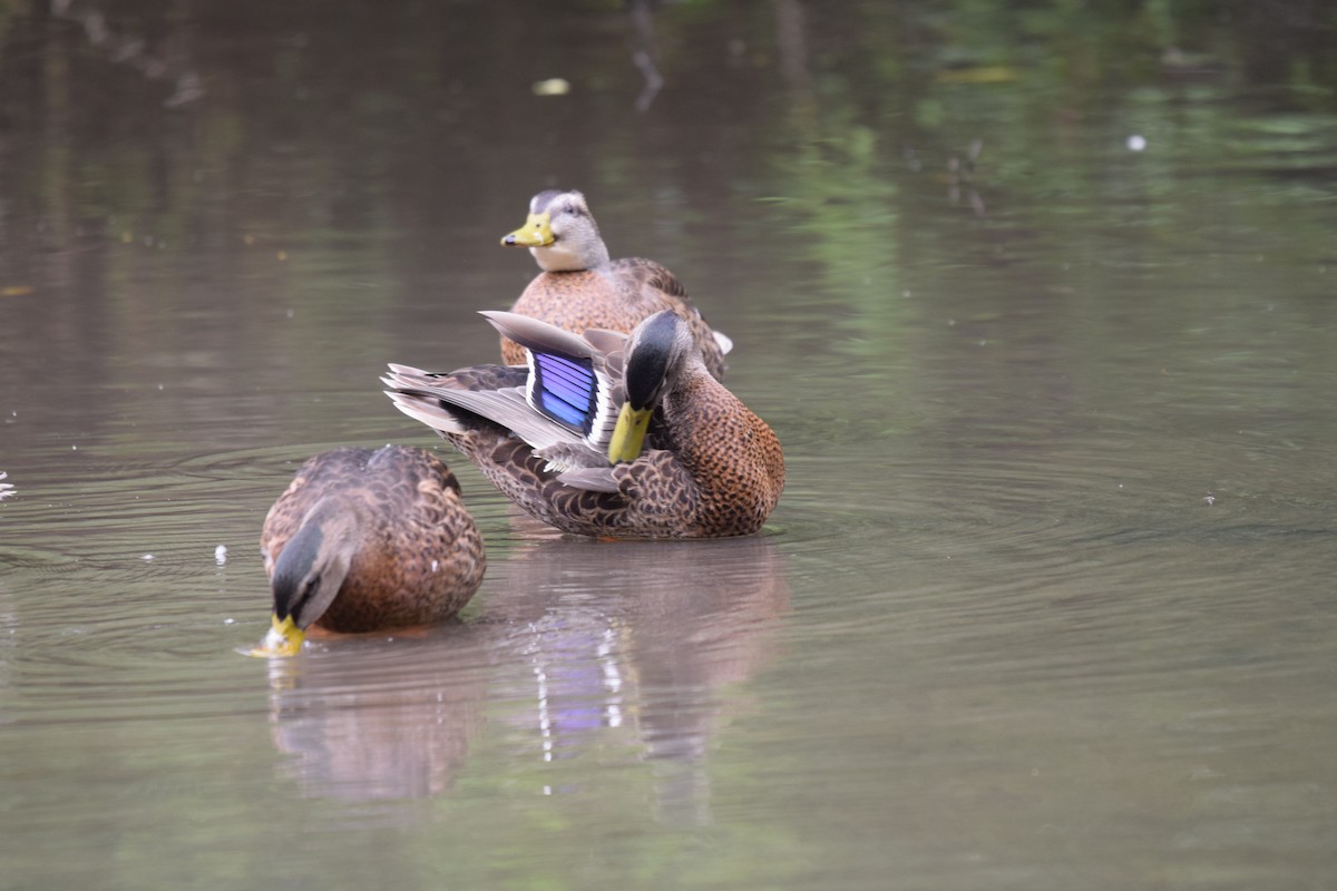 Mallard - ML638953156